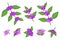 Set of illustrations with Callicarpa exotic fruits, flowers and leaves isolated on a white background