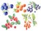 set of illustrations colored watercolor style bright design elements wild berries edible botany on a white background