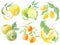 set of illustrations colored watercolor style delicate shades design elements tropical and exotic fruits berries on a white