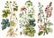 Set of illustrations of dried wild flowers and herbs in vintage style, isolated on white background