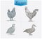 Set of illustrations of four farm birds.
