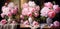 Set of illustrations of pink peony flowers in blossom in vase as a template for cross stitching scheme. Pattern for cross stitch
