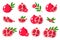 Set of illustrations with Pomegranate exotic fruits, flowers and leaves isolated on a white background