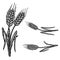 Set of illustrations of wheat spikelets in engraving style. Design element for poster, card, banner, sign.