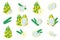 Set of illustrations with Yellow pitaya exotic fruits, flowers and leaves isolated on a white background