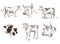 Set of images of animals. Cows, bull, calf. Livestock.