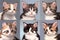 Set of images of cute little kittens . Generation AI