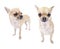 Set of images fawn with white chest Chihuahua dog