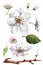 Set of images of flowers and leaves of pear fruit on a white background. Watercolor