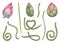 A set of individual lotus parts for creating compositions. Pink Buds, green stems of water lily. Constructor for creating bizarre