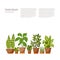 Set of INDOOR plant isolated