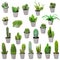 Set of indoor plants in pots - cactuses isolated on white