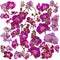 Set of isolated beautiful pink and violet orchids on white