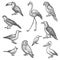 Set of isolated bird wildlife sketches. Animal