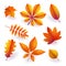 Set of isolated bright orange autumn fallen leaves. Elements of fall foliage. Vector