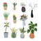 Set of isolated flowers in pots, vases and baskets - succulents, cacti, monstera. Vector flat