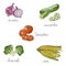 Set of isolated hand drawn vegetables: broccoli, corn, onions, t