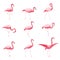 Set of isolated pink flamingoes, tropical flamingo