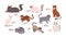 Set of isolated  sitting or lying cute cartoon cats, British shorthair, Cornish rex and other exotic breeds