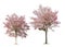 Set of Isolated Tabebuia rosea trees on white background