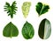 set of isolated various type of green leaves in white background for design or decoration