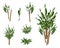 A Set of Isometric Yucca Tree or Dracaena Plant