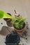 A set of items for replanting houseplant Chamaedorea elegans into a spacious pot. Care of home plants