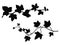 Set of ivy branches silhouette vector art on white background