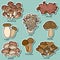 Set of japanese mushrooms