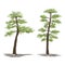 Set of japanese pine trees, vector illustration on white