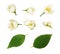 Set of jasmine Philadelphus flowers and leaves