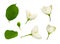 Set of Jasmine Philadelphus flowers and leaves isolated