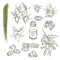 Set of jojoba elements. Vector realistic sketch of organic plant.