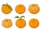 set of juicy mandarins. Fresh fruit. Vector illustration.