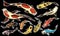 Set of Koi carps, japanese fish on black background. colored korean animals. Sea creature. Engraved hand drawn line art
