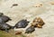 A set of Kusu island`s tortoises