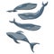 Set of large blue whales. Water mammal. Inhabitants of the seas and oceans