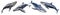 Set of large humpback whales on a transparent background. Image of a huge blue-gray swimming whales, side view. Elements