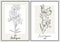 Set of Larkspur flower line art vector drawings.