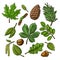 Set leaf, acorn, chestnut and seed. Vector vintage color engraved