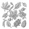 Set leaf, acorn, chestnut and seed. Vector vintage engraved illustration.