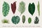 Set Leaf. Exotics. Vintage vector botanical illustration.