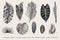 Set Leaf. Exotics. Vintage vector botanical illustration.