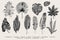 Set Leaf. Exotics. Vintage vector botanical illustration.