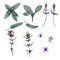 Set of leaves, branches and flowers of sage and thyme. Watercolor illustration