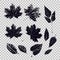 Set of leaves of different vegetation. Vector graphics with isolated objects.