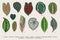 Set leaves. Exotics. Vintage vector botanical illustration.