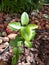 Set of leaves in the flower garden