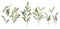 Set of Leaves hand drawn in watercolor. Forest branches isolated on white background. Plant botanical elements for