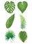 Set of leaves of tropical plants. Collection of exotic leaves. Colored Vector illustration.